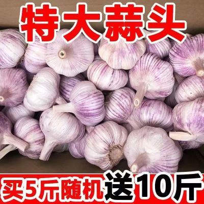 【特价抢】河南大蒜新干蒜大蒜大蒜头3斤5斤10斤大蒜头白紫皮