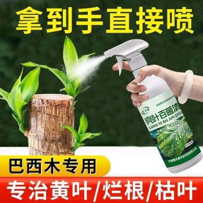 巴西木营养液专用肥料水养生长液幸运木开花促爆芽发芽浓缩液体肥