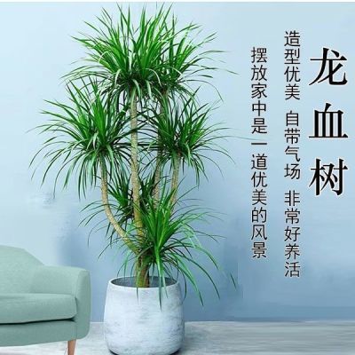 网红绿植造型龙血树盆栽室内大型办公室客厅阳台吸甲醛北欧风高档