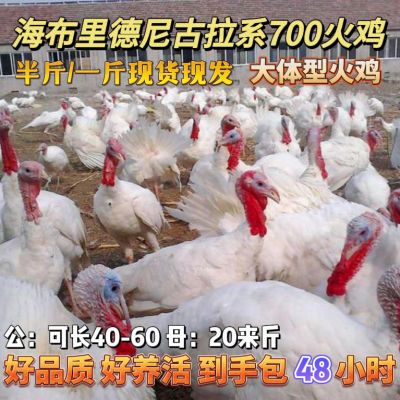 大型700系尼古拉火鸡苗巨型大肉鸡好养活半斤一斤火鸡苗活苗正品