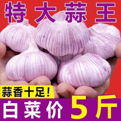 2024辽宁紫皮多瓣蒜新鲜大蒜现挖农家新鲜大蒜头红皮干大蒜泡蒜