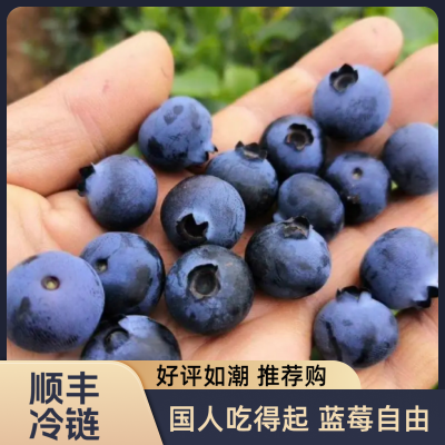 【生态】蓝莓产地现摘蓝莓鲜果应季水果蓝莓还原本味新鲜小中大果