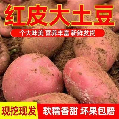 新土豆2024现挖红皮土豆新鲜农家大土豆应季蔬菜洋芋整箱批发包邮