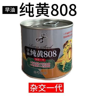 纯黄808油菜高产种子黄籽新品种早熟杂交耐寒油菜籽榨油罐装正品