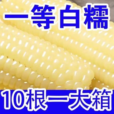【24年】正宗玉米东北甜糯香甜代餐粗粮新鲜真空包装非转基因玉米
