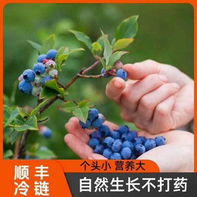 【蓝莓自由1】蓝莓新鲜蓝莓鲜果现摘现发蓝莓新鲜大果6盒应季水果