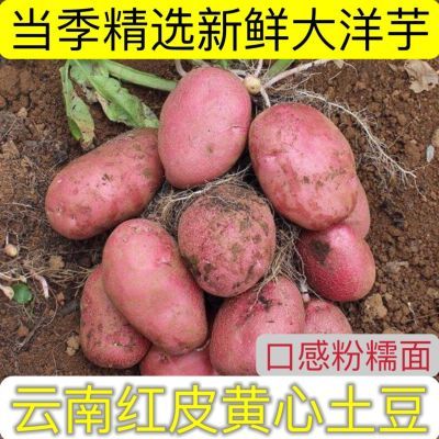 当季精选云南红皮黄心土豆新鲜大洋芋蔬菜马铃薯农家自种低价促销