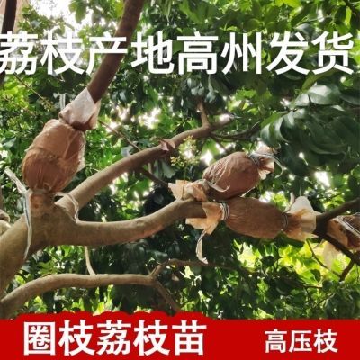 荔枝高压苗盆栽地栽户外庭院原装土球根系发达易种植包活清仓包邮