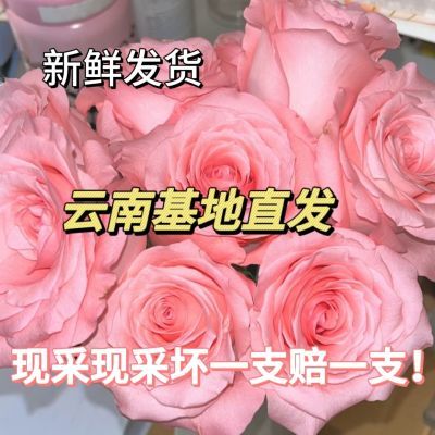 空运云南基地直发戴安娜粉色玫瑰花高级淡雅水养插花鲜花全国包邮