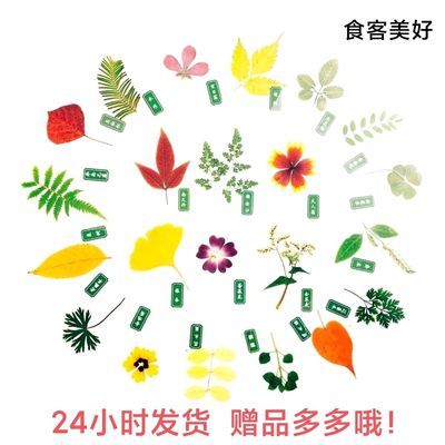 【官方优品】天然植物塑封干花树叶标本学生老师教学书签成品相册