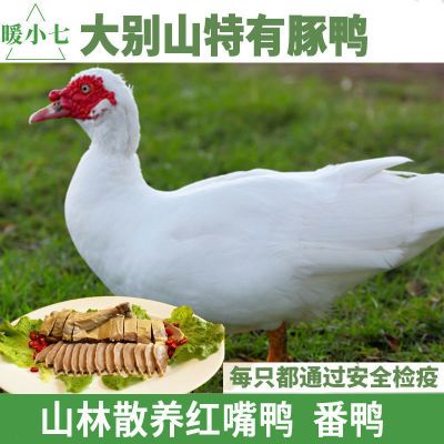 安徽大别山正宗红嘴鸭子红头鸭雁鸭全鸭番鸭散养土鸭新鲜草鸭肉