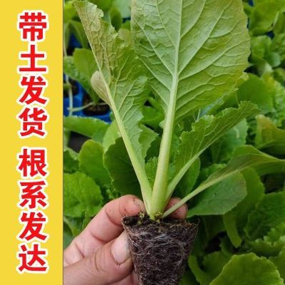 黄娃娃菜种苗四季蔬菜秧苗生长快品质佳菜苗春夏秋冬移栽带土发货