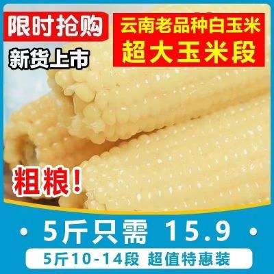 【整箱10-14段】云南白玉米新鲜半成品玉米孕妇宝宝代餐批发粗粮