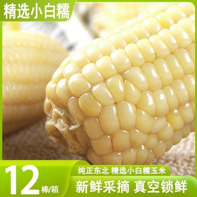 【热销】东北精选小白糯玉米非转基因真空包装甜糯玉米棒粗粮
