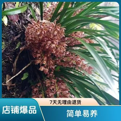 野山蜜蜂兰诱蜂绿植盆景花卉种植苗美观壮叶广东净化