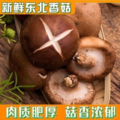 东北香菇新鲜采摘新鲜发货原生态菌类食品无任何农药添加剂香菇王
