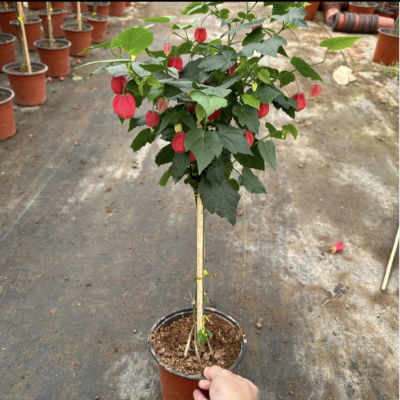 灯笼花蔓性风铃花藤本花卉围墙阳台庭院爬藤绿植四季常青花开不断