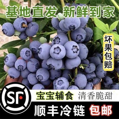 【顺丰冷链大果】现货新鲜蓝莓现摘现发兔眼蓝莓产地直发应季水果