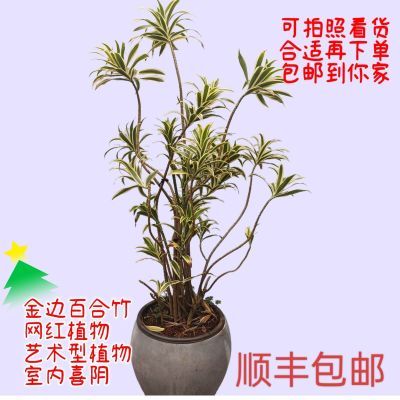 基地直销金边百合竹自然型网红植物艺术高端高贵优雅净化空气室内