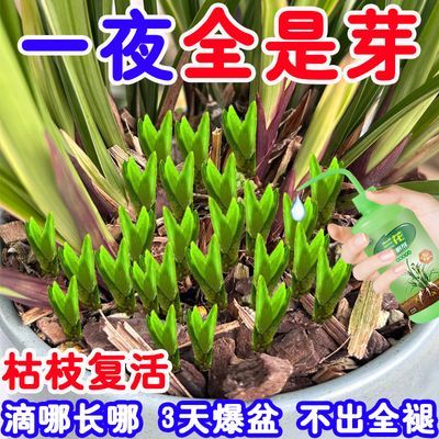 兰花生根爆芽素营养液发芽促花苞催花爆芽防黄叶干尖不发芽不开花