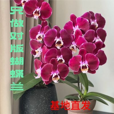 新店福利正版蝴蝶兰四季花卉盆栽上百品种源头基地抽梗不带花