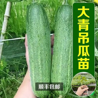 【顺风包邮】大青吊瓜苗 大黄瓜苗旱黄瓜苗黄瓜秧苗露天四季种植