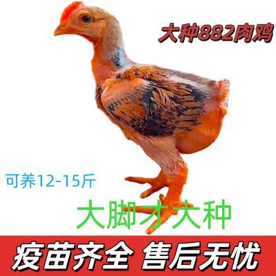 【官方认证】正宗大脚鸡大种882鸡901鸡大型肉鸡手工阉鸡公