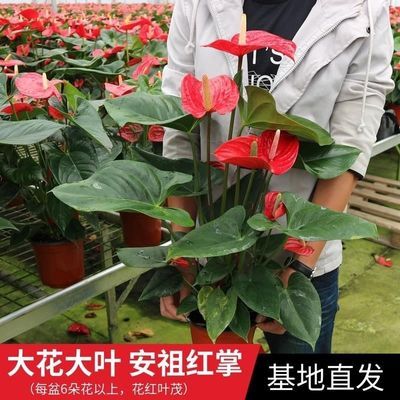 红掌植物盆栽花卉室内大盆荷兰品种阿拉巴马