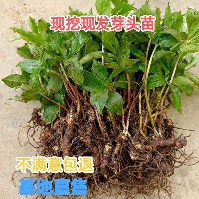 重楼苗 七叶一枝花重楼种苗 重楼小块茎 带芽头发货新鲜直发