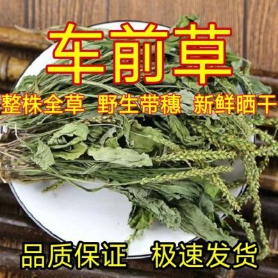 车前草野生泡茶整株全草新鲜无硫清热干泡水喝车前草茶车前草批发