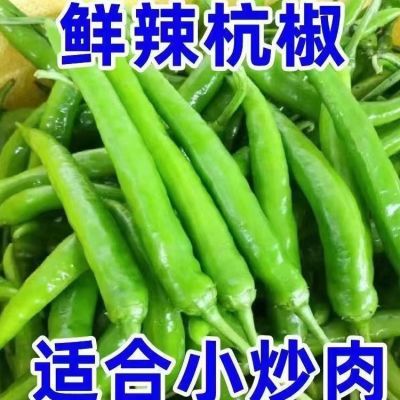 产地直发农家现摘现发新鲜杭椒3斤装【7天内发货】