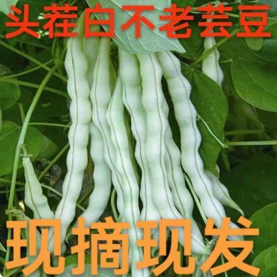 新鲜白豆角白芸豆四季豆白不老芸豆批发现摘应季蔬菜整箱包邮