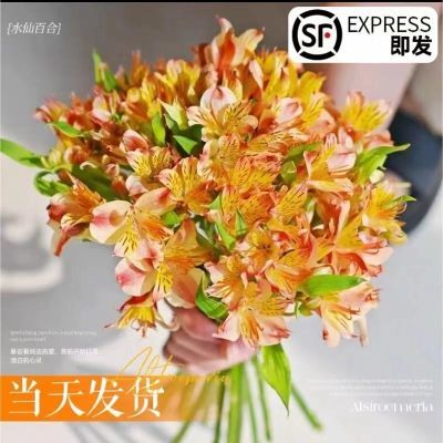 水仙百合六出花鲜花家用插花云南基地直发鲜切花花卉水培水养客厅