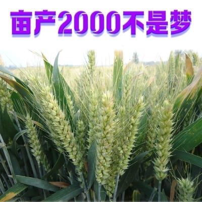 【项麦182正品原种】小麦种子春秋麦子种籽大田高产矮杆大穗抗旱