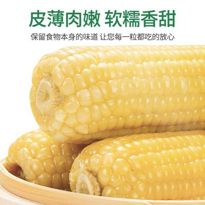 正宗东北寒地白粘糯玉米单支200克以上整箱10根低脂非转基因