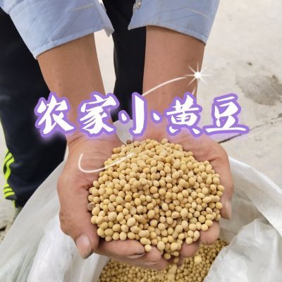 贵州农村当季小黄豆筛选干净新小黄豆子磨豆浆发豆芽推豆腐小豆子