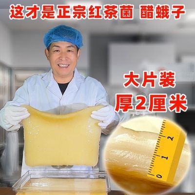 正宗红茶菌老菌厚2厘米养胃酵素妈妈母菌种海宝胃宝养生茶醋蛾子