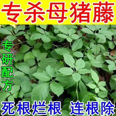 母猪藤专杀除草剂猪婆藤专用除草剂专杀藤类杂草藤类杂草专用