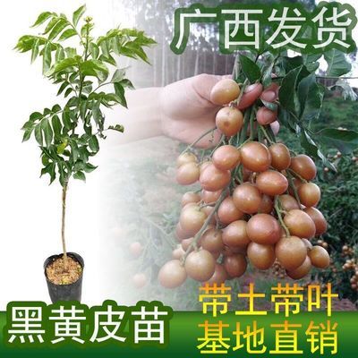 正宗广西无核大果苗南方种植黄皮苗黑金刚黄皮鸡心黄皮无籽黄皮