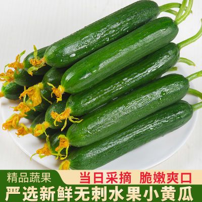 水果小黄瓜新鲜无刺小黄瓜脆甜小青瓜生吃当季蔬菜整箱现摘现发