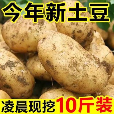 24年现挖土豆】正宗陕北黄皮黄心土豆马铃薯洋芋新鲜蔬菜整箱批发