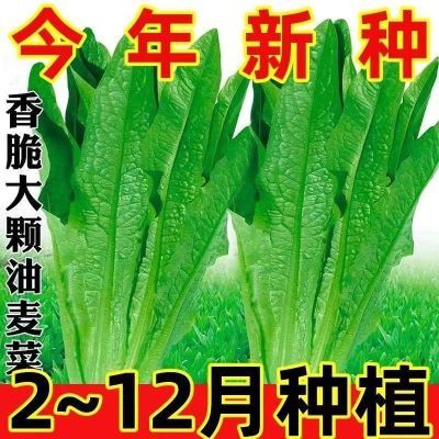 【今年新种】油麦菜种子四季油麦菜种子青菜种籽盆栽地栽蔬菜种子