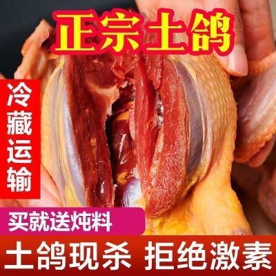 顺丰包邮鸽子现杀新鲜老鸽子肉鸽农家散养乳鸽土鸽子汤送炖料