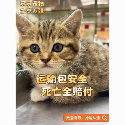 小猫2-3个小奶猫活物幼崽宠物猫白橘猫狸猫学生版纯白猫便宜小猫