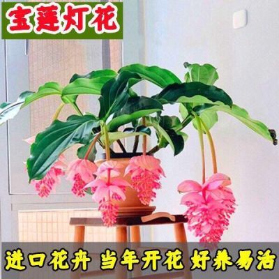 宝莲灯高端花卉深粉绿植盆栽幼苗室内INS风网红绿植花卉植物