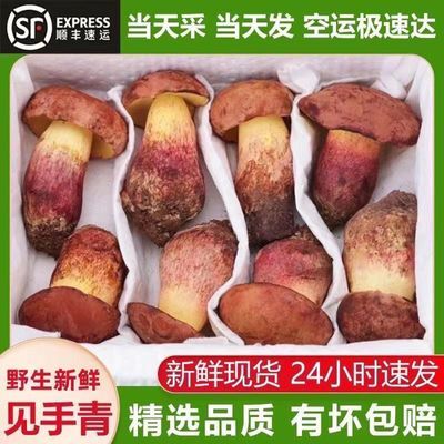 [顺丰空运]云南野生见手青新鲜红葱牛肝菌网红蘑菇当季野生菌