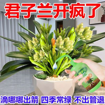 专治不开花】君子兰快速拔箭授粉专用营养液催箭促花防黄叶不对称