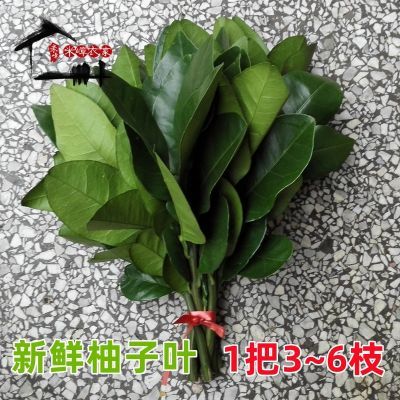 新鲜柚子叶大嫂同款转运现摘晦气祈福碌柚叶乔迁新居火盆洗澡带枝