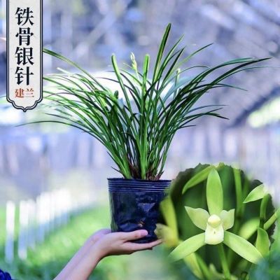 【铁骨银针12苗连体不带花】浓香兰花铁骨素原盆细叶四季兰特好养