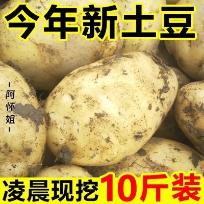 今日推荐】云南黄皮土豆新鲜洋芋马铃薯白皮芋头蔬菜10/5/1斤批发